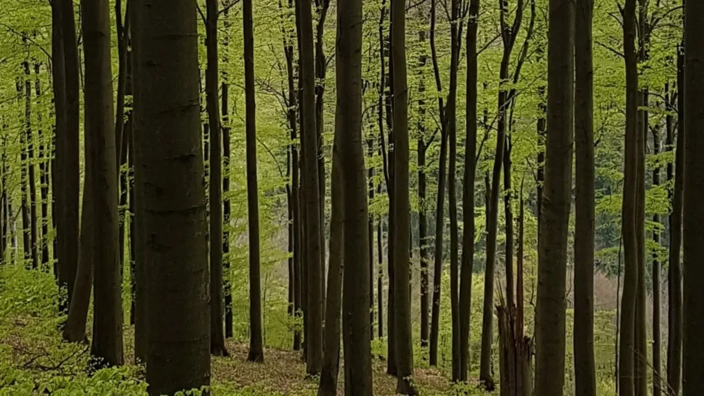 Klimaschutzleistung des Waldes